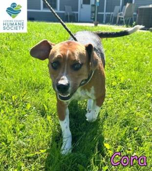 Cora -  Beagle and Mixed Breed Dog for Adoption in Heath, Ohio - Cora | PetCurious