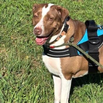 Penelope -  Hound Dog for Adoption in Williston, Vermont - Penelope | PetCurious