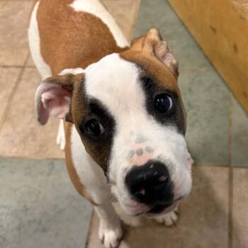 Mixed Breed Dogs Available for Adoption in Chattanooga, Tennessee - Selena Pawmez | PetCurious