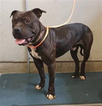 Pit Bull Terrier Dogs Available for Adoption in Camarillo, California - A880534 | PetCurious