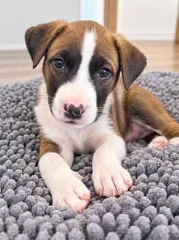 Milky Way -  Labrador Retriever and Boxer Dog for Adoption in Greensboro, North Carolina - Milky Way | PetCurious