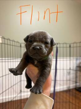 Labrador Retriever Dogs Available for Adoption - Flint | PetCurious