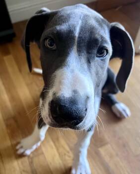 Great Dane Dogs Available for Adoption in Torrance, California - Star | PetCurious