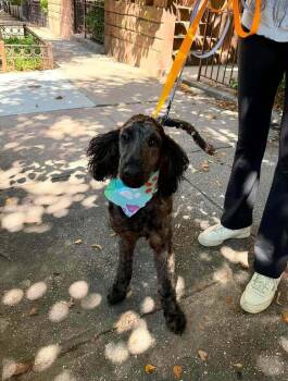 Fraggle -  Poodle Dog for Adoption in Wayne, New Jersey - Fraggle | PetCurious