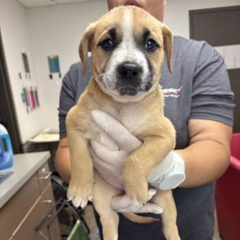 Orange Blossom -  Labrador Retriever and Cattle Dog Dog for Adoption in Hattiesburg, Mississippi - Orange Blossom | PetCurious