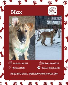 Max -  Shepherd Dog for Adoption in Winnipeg, Manitoba - Max | PetCurious