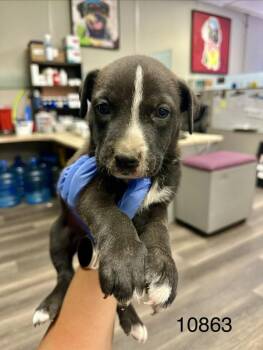 Tuesday -  Shepherd Dog Available for Adoption in Victorville, California - Tuesday | PetCurious