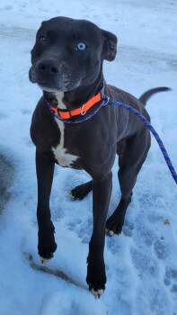 Socrates *Help! I need a foster home!* -  Pit Bull Terrier Dog for Adoption in Minneapolis, Minnesota - Socrates *Help! I Need A Foster Home!* | PetCurious