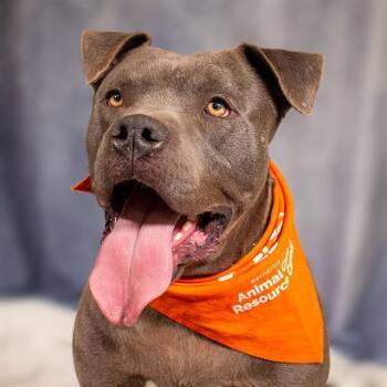 Pit Bull Terrier and Mixed Breed Dogs Available for Adoption in Albuquerque, New Mexico - DONUT | PetCurious