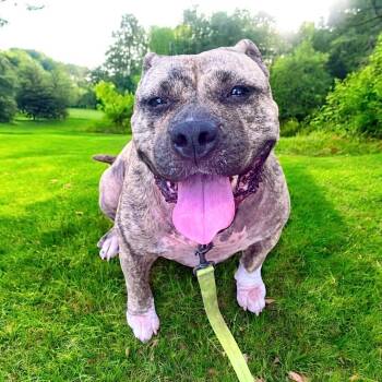 Rescue Terrier Dogs for Adoption in Fort Myers, Florida - Rosie-Fully Sponsored Fee! | PetCurious