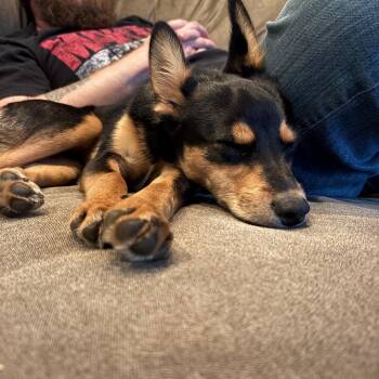 Miniature Pinscher and Mixed Breed Dogs Available for Adoption in Ferndale, Michigan - Tootsie | PetCurious