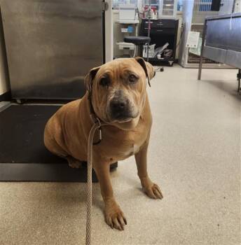 Pit Bull Terrier Dogs Available for Adoption - RIDGEGINA | PetCurious