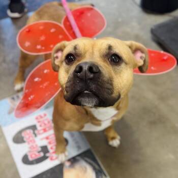 Boxer and Mixed Breed Dogs Available for Adoption in Rock Falls, Illinois - Bella | PetCurious