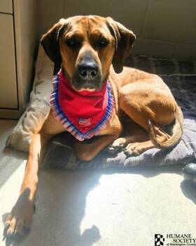 COPPER -  Hound and Mixed Breed Dog for Adoption in Hagerstown, Maryland - COPPER | PetCurious
