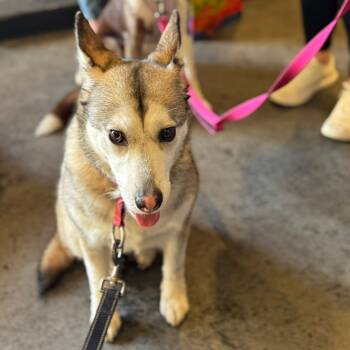 Siberian Husky Dogs Available for Adoption - Elsa | PetCurious