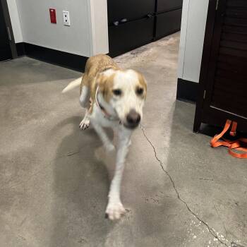Pooh Bear -  Carolina Dog Dog for Adoption in Tampa, Florida - Pooh Bear | PetCurious