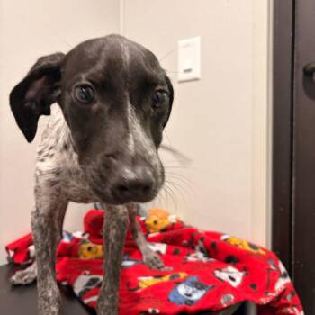 Lackel -  Hound and Mixed Breed Dog for Adoption in Tampa, Florida - Lackel | PetCurious
