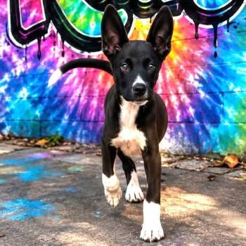 Rain -  Labrador Retriever and Shepherd Dog for Adoption in South Elgin, Illinois - Rain | PetCurious