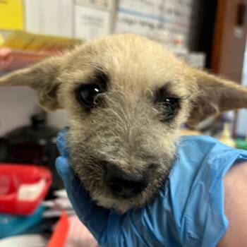 Terrier and Mixed Breed Dogs Available for Adoption in Yuma, Arizona - Isabelle | PetCurious