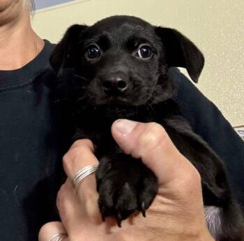Sage -  Labrador Retriever Dog for Adoption in Jefferson, New Jersey - Sage | PetCurious