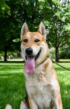 Anubis -  German Shepherd Dog and Mixed Breed Dog for Adoption in Yakima, Washington - Anubis | PetCurious