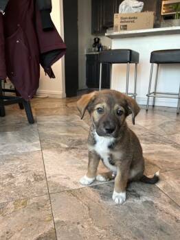 Mixed Breed Dogs Available for Adoption - Arrow | PetCurious