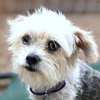 Cadence -  Shih Tzu and Yorkshire Terrier Dog for Adoption in Boerne, Texas - Cadence | PetCurious