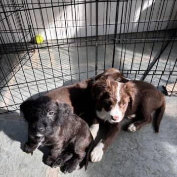 Leonardo (Blue) -  Miniature Schnauzer and Cairn Terrier Dog for Adoption in Christiansburg, Virginia - Leonardo (Blue) | PetCurious