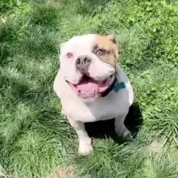 Chubbs -  English Bulldog and Mixed Breed Dog for Adoption in Overland Park, Kansas - Chubbs | PetCurious