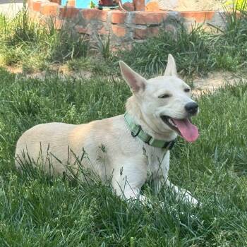 Molly -  Mixed Breed Dog for Adoption in Baldwin, Maryland - Molly | PetCurious