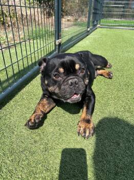 Quinn -  French Bulldog Dog for Adoption in Hopkinsville, Kentucky - Quinn | PetCurious
