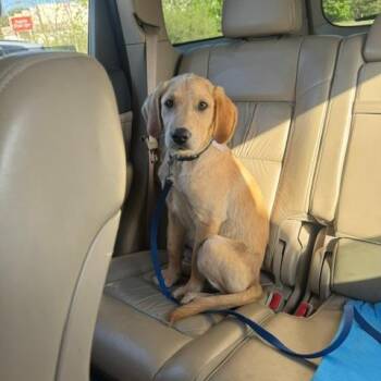 Labrador Retriever Dogs Available for Adoption in Minnetonka, Minnesota - Flynn D69439 | PetCurious