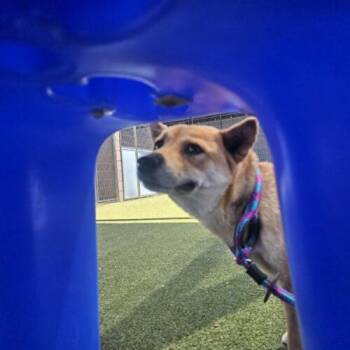 Princess -  Shiba Inu Dog for Adoption in Glendale, Arizona - Princess | PetCurious