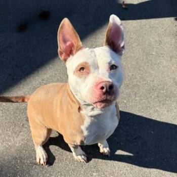 Daisy -  Pit Bull Terrier and Mixed Breed Dog for Adoption in Concord, North Carolina - Daisy | PetCurious