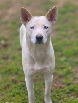 Husky Dogs Available for Adoption - Hazel | PetCurious