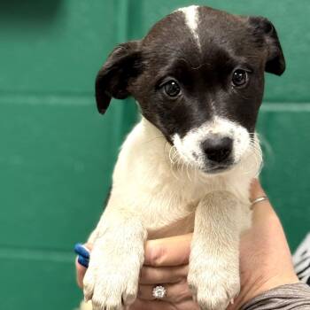 Beagle and Australian Cattle Dog Blue Heeler Dogs Available for Adoption - Anika | PetCurious