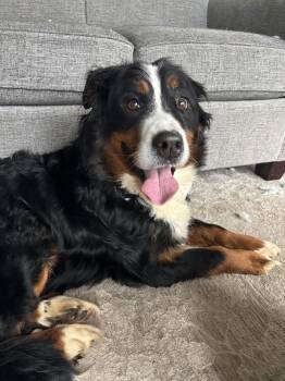 Bernese Mountain Dog Dogs Available for Adoption - Luna | PetCurious
