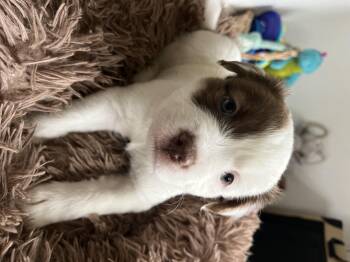 Australian Cattle Dog Blue Heeler and Pit Bull Terrier Dogs Available for Adoption - Scampi  | PetCurious