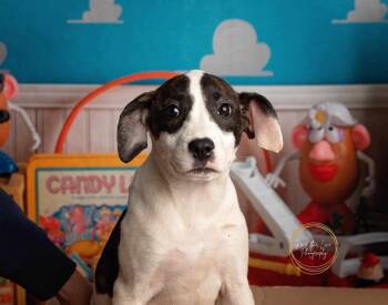 Jasmine -  Catahoula Leopard Dog Dog for Adoption in Huntington, Indiana - Jasmine | PetCurious