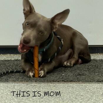 Boxer and Dachshund Dogs Available for Adoption - Ridoc | PetCurious