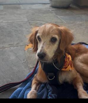 Remy -  Golden Retriever Dog for Adoption in Laguna Beach, California - Remy | PetCurious