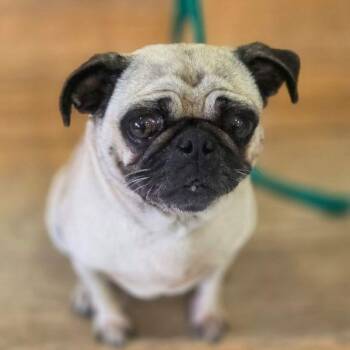Pug Dogs Available for Adoption in Alvin, Texas - Gilda | PetCurious