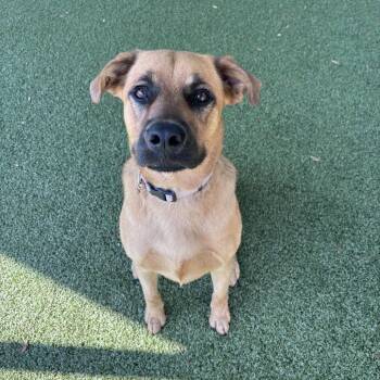 Shepherd and Mixed Breed Dogs Available for Adoption in Freeport, Florida - Xena | PetCurious