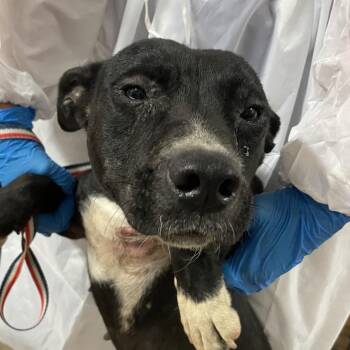 Staffordshire Bull Terrier and Mixed Breed Dogs Available for Adoption in Edinburg, Texas - Maddie | PetCurious