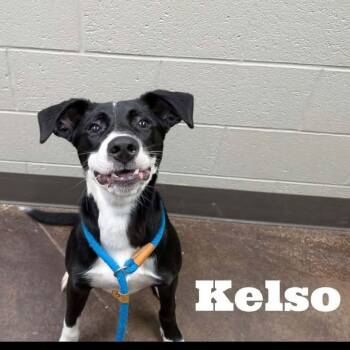 Kelso -  Labrador Retriever Dog for Adoption in Hopkinton, Massachusetts - Kelso | PetCurious