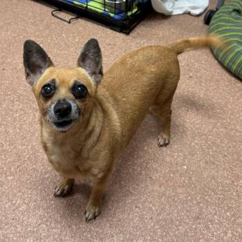 Mixed Breed Dogs Available for Adoption in Las Cruces, New Mexico - Rosemary | PetCurious
