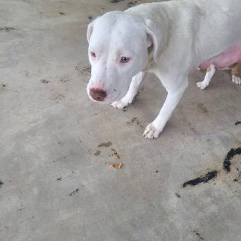 Winona -  Terrier Dog Available for Adoption in Clarksdale, Mississippi - Winona | PetCurious
