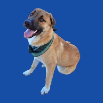 Shepherd Dogs Available for Adoption in Thousand Oaks, California - Riot -- URGENT! LONGTIME RESIDENT! | PetCurious