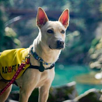 Shepherd Dogs Available for Adoption in Portland, Oregon - Nix | PetCurious