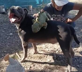 Rescue Pit Bull Terrier Dogs for Adoption in Spring, Texas - CESAR | PetCurious